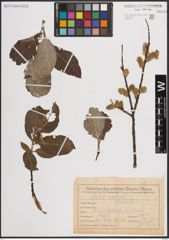 Foto von Salix caprea L.